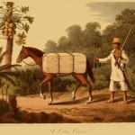 A Cotton Carrier