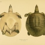 Afrikanische Weichschildkröte (Trionyx triunguis)
