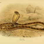 Uräusschlange (Naja haje), auch Ägyptische Kobra genannt