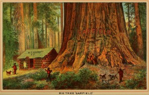 Beauties of California - Big Tree "Garfield"