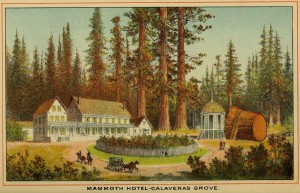 Beauties of California - Mammoth Hotel - Calaveras Grove