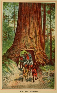 Beauties of California - Big Tree "Wawona"