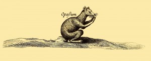 Opossum (Beurtelratte)