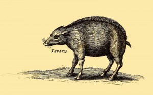 Wildschwein (Iavaris)