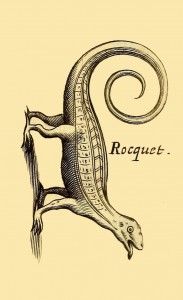 Rocquet (Roquet) - Karibik Anolis - Anolis roquet