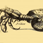 Soldier Crab - Einsiedlerkrebs - Hermit Crab