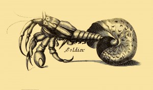 Soldier Crab - Einsiedlerkrebs - Hermit Crab