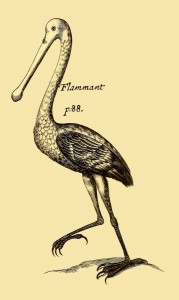 Flammant - Flamingo