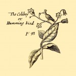 Kolibri - Colibri or Humming-Bird