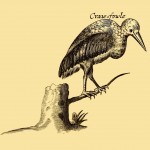 Craw-fowle - Pelikan - Grand Gosier