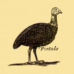 Pintado - Land-Fowl