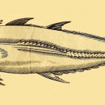Bonite - Thunfisch