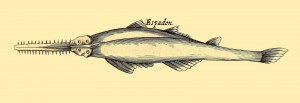 Schwertfisch - Espadon
