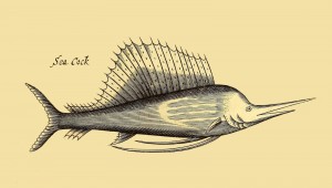 See-Hahn - Sea Cock