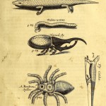 The History of the Caribby Islands (1666) - Krebse, Reptilien, Insekten