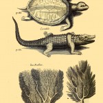 The History of the Caribby Islands (1666) - Schildkröte, Krokodil, Korallen