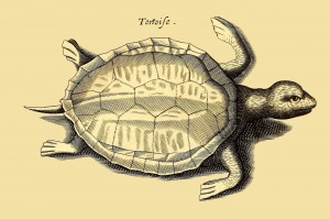 Schildkröte - Tortoise
