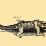 Krokodil - Kaiman