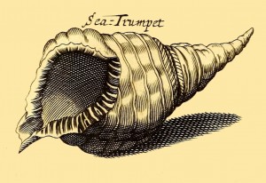 Sea-Trumpet - Meeresschnecke - Schneckenhorn