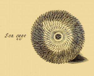 Seeigel - Sea egge