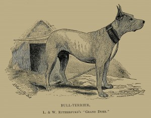 Bull-Terrier