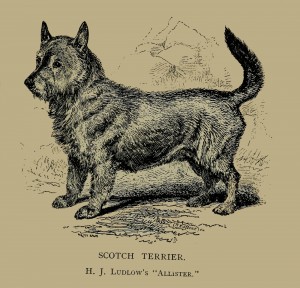 Scotch Terrier