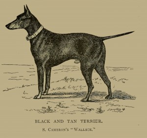 Black and Tan Terrier