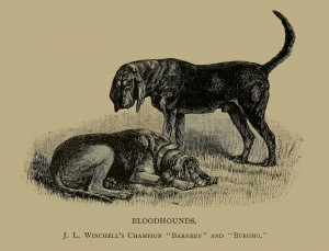 Bluthunde