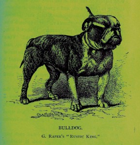 Bulldog - PopArt Variante