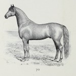 Pferd Monarch - Coaching Stallion