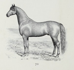 Pferd Monarch - Coaching Stallion