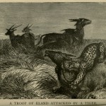 A Troop of Eland Attacked by a Tiger
