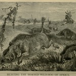 Hunting the Horned Wild-Hog of Africa