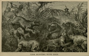 Lion Hunting with Dogs