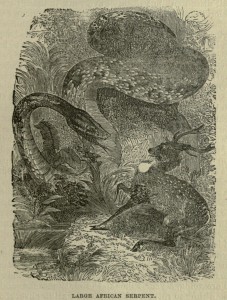 Large African Serpent