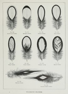 Wyandotte Feathers