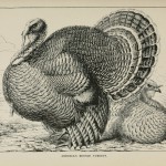 American Bronze Turkeys