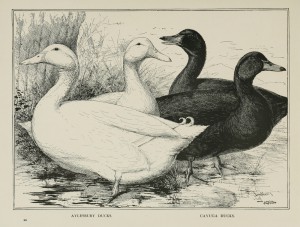 Aylesbury Ducks. Cayuga Ducks.