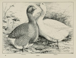 Geese - Toulouse - Embden