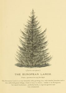 The European Larch