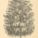 The Cut-Leaved Weeping Birch