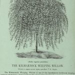 The Killmarnock Weeping Willow