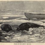 Seals in the Arctic Regions