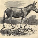 The Donkey of Cairo