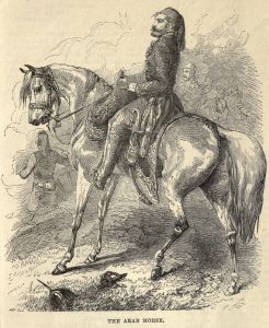 The Arab Horse